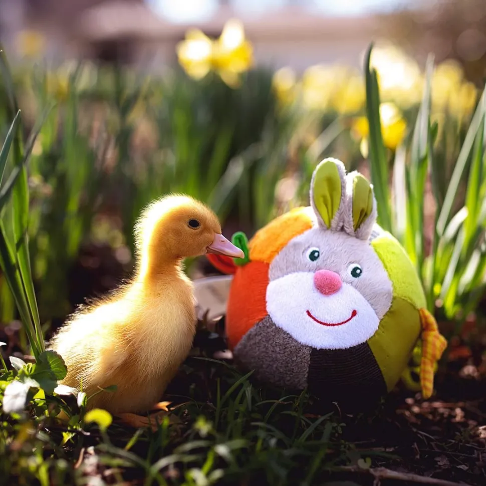 Discount HABA Big Bunny Bundle