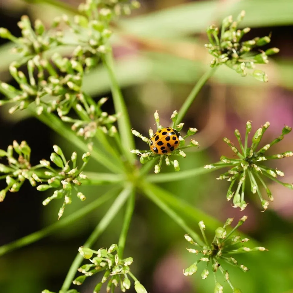 Clearance HABA Terra Kids Magnifier