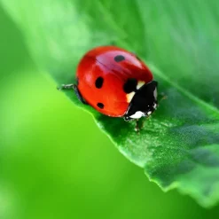 Clearance HABA Terra Kids Magnifier