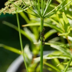 Store HABA Terra Kids Magnifier